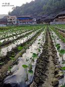 贵州省,黔东南州,黎平县,永从乡,豆洞村