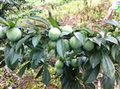 浙江省,金华市,永康市,石柱镇,俞溪头村