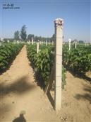 河北省,邯郸市,馆陶县,路桥乡,北曹庄村