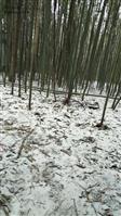 田庄村 第一场雪