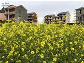 江西省,上饶市,鄱阳县,双港镇,利池村