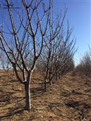 曹家地村 出售各种规格大樱桃树，桃树。烟薯25地瓜芽联系电话15841107518