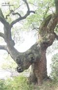 富坑村 三梅古樟树，希望得到保护