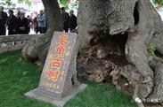 祝冯村 祝冯千年古树