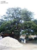 塘禄村 这是我村里的大树