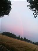 林庄村 傍晚大雨过后，田里金黄的麦穗合着天空的彩虹🌈 ，展示着劳动的成果和收获的喜悦