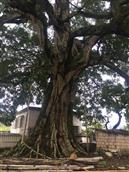 中社村 这颗大榕树是中社乡上江村里的一景，榕树大，几个人多抱不住，估计有几百年历史了。