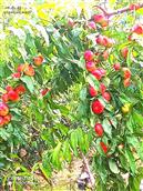 王木匠庄村 优质新品种鲜桃正在采摘中欢迎各位新老朋友观光采摘
