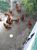 暖泉农场社区 我是暖泉农场加工厂住户。隔壁邻居养了一院子鸡。味道实在太大。都影响我们的生活。希望社区能给予调解。