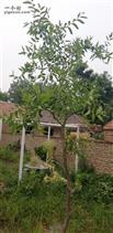 任董庄村 我家院子里有两棵树，一棵是枣树，另一棵也是枣树