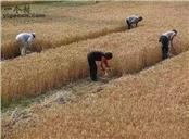 高庄村 割麦子