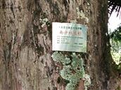 柴皮村 已列为保护的红豆杉编号及年龄