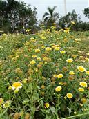 广东省,梅州市,五华县,龙村镇,新艳村