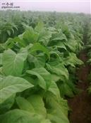 山东省,潍坊市,诸城市,贾悦镇,周家水墩村