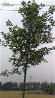 张白元村 村里的五角枫树
