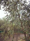 学田村 油橄榄成熟时图片