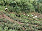 桃李河村 这里的肉食产品都是纯天然的，大别山的青山绿水养育着它们。