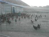 甘肃省,白银市,靖远县,乌兰镇,烟洞村