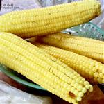 东祝庄村 自种玉米