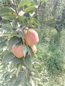 杨家洼村 献县特产---香脆甜梨---纯绿色水果，生态有机种植。不为早上市催熟、不为产量高用化肥、不为个头大用膨大剂、不为好看打蜡；只为健康保持原汁原味