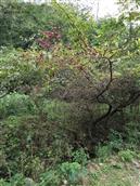 湖南省,张家界市,慈利县,南山坪乡,大沙村