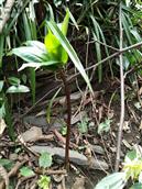 湖南省,张家界市,慈利县,南山坪乡,大沙村