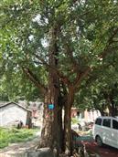 大竹园村 白果坪的千年古银杏树