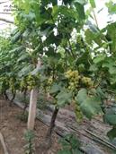 湖北省,荆州市,江陵县,滩桥镇,曹市村