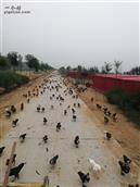 小辛庄村 林下经济养殖非洲雁，