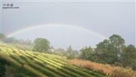 四方村 秋天到了，稻子熟了，雨过天晴，天上挂着一条美丽的彩虹。