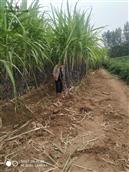 江庄村 甘蔗大量供应，周边3000余亩