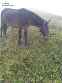 甘肃省,陇南市,礼县,草坪乡,上坝村