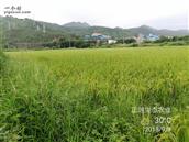 日光村 正源生态农业有机丝苗米生产基地