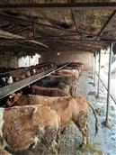 寺前村 买牛了卖牛了，1000斤左右