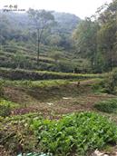 陕西省,西安市,蓝田县,小寨镇,上岱峪村