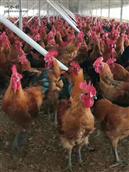 三院村 合作投资养鸡，年产量3-5万只，电话17671811111