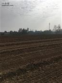 沙岗村 小麦种植。