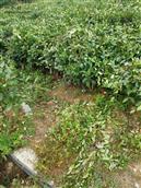 陈王村 这是茶园和果园的实际图片，现土地经村流转