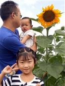 西辛庄村 向日葵的晌午