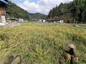 贵州省,黔东南州,黎平县,永从乡,豆洞村