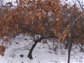 上马疃村 北岭的橡子树