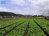 福建省,福州市,长乐区,玉田镇,长青村