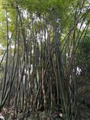 重庆市,涪陵区,石沱镇,光明村