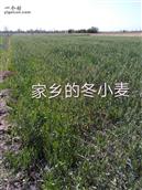 甘肃省,武威市,民勤县,三雷镇,中陶村