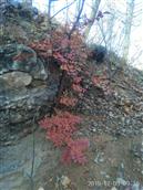 山东省,枣庄市,滕州市,东沙河镇,颜吉山村