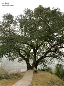 蔡森坝村 拥有200年历史的古树