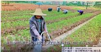 大坡村 群众大力发展农业产业化发展