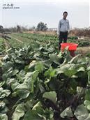 饶蔡村 西蔡湾的这片土地肥沃的有机蔬菜来自这位新青年
兰哥拍摄13343431943