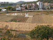 广东省,茂名市,高州市,潭头镇,凤坡村