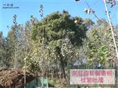 山东省,潍坊市,诸城市,林家村镇,东红村